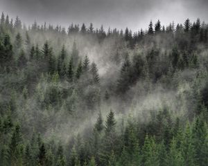 Preview wallpaper forest, fog, clouds, trees, spruce, coniferous