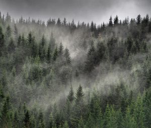 Preview wallpaper forest, fog, clouds, trees, spruce, coniferous