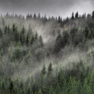 Preview wallpaper forest, fog, clouds, trees, spruce, coniferous