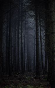 Preview wallpaper forest, fog, dark, trees, gloomy