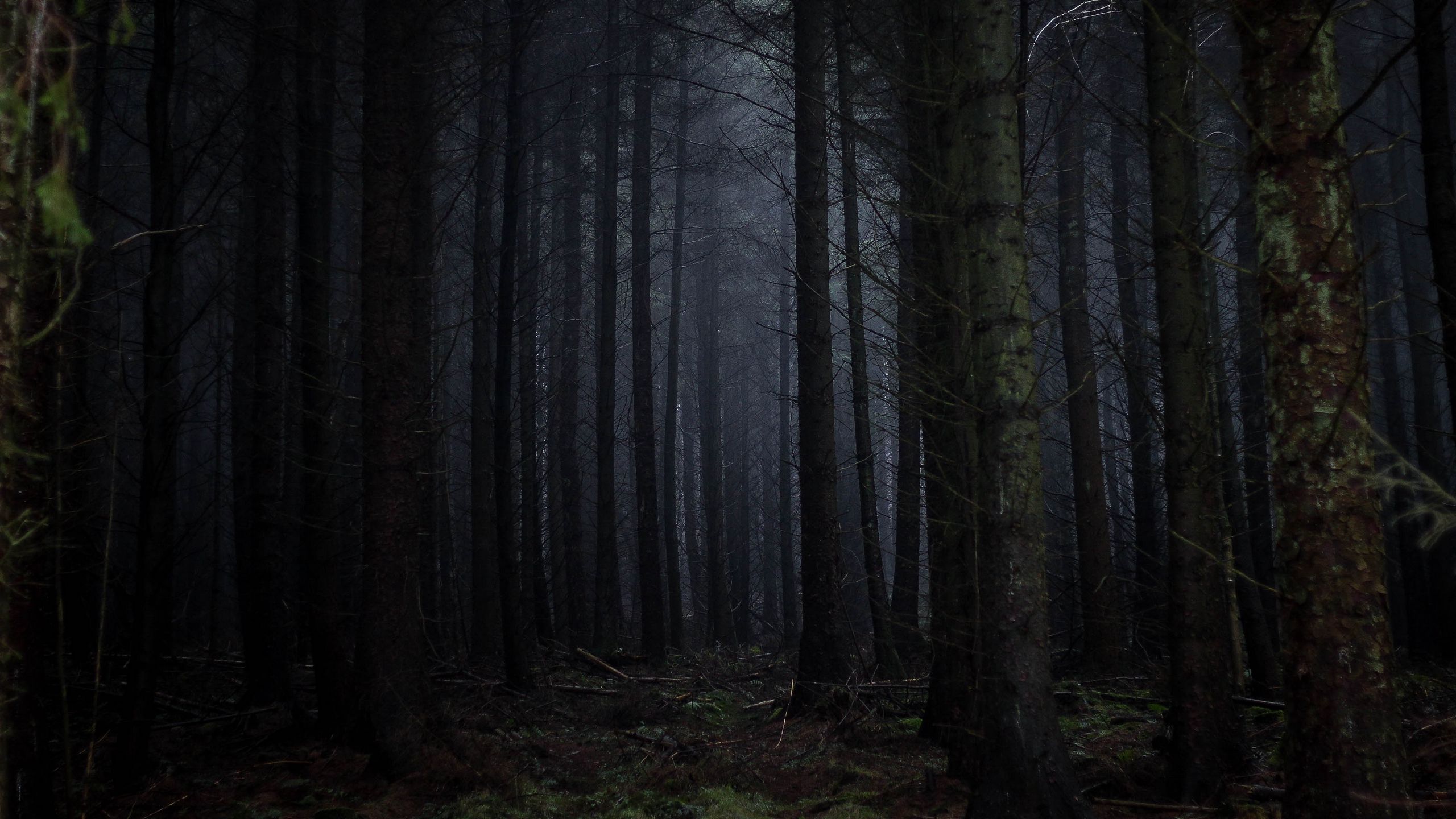 Download wallpaper 2560x1440 forest, fog, dark, trees, gloomy ...