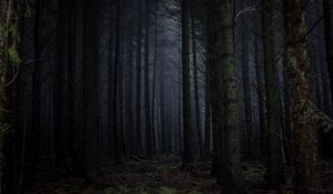 Preview wallpaper forest, fog, dark, trees, gloomy