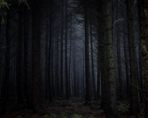 Preview wallpaper forest, fog, dark, trees, gloomy
