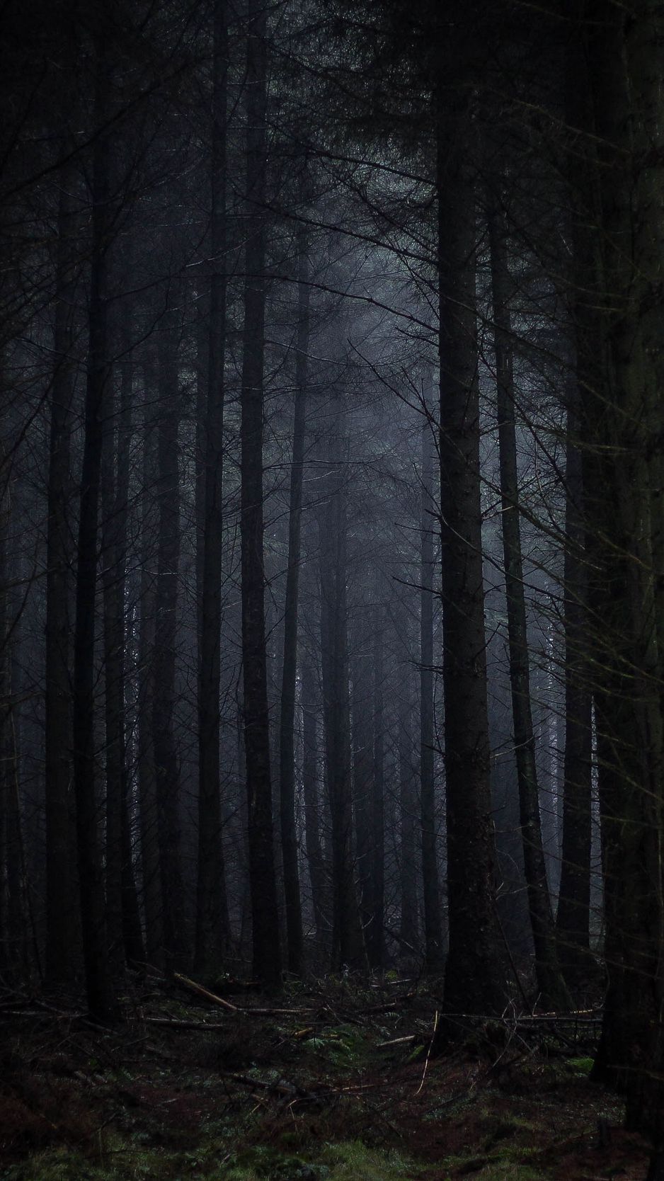 Download wallpaper 938x1668 forest, fog, dark, trees, gloomy iphone  8/7/6s/6 for parallax hd background