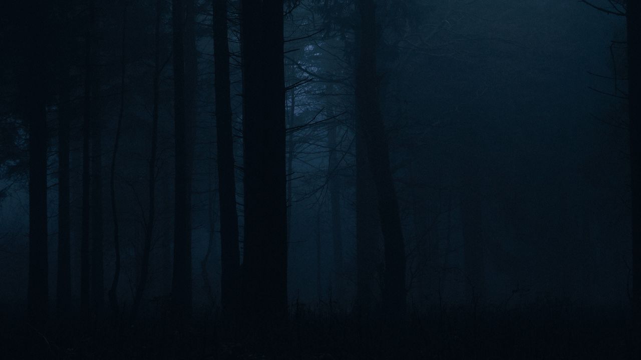 Wallpaper forest, fog, dark, trees, gloom