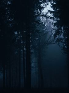 Preview wallpaper forest, fog, dark, trees, gloom