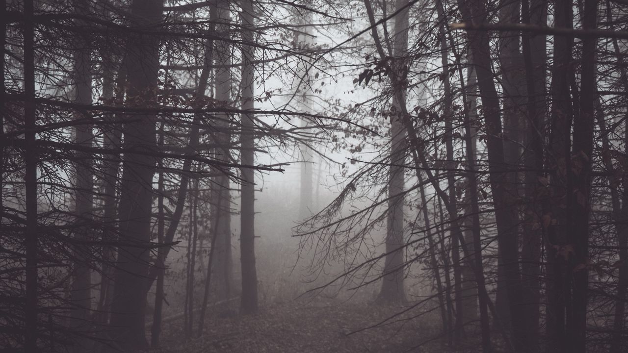 Download wallpaper 1280x720 forest, fog, mist, trees hd, hdv, 720p hd ...