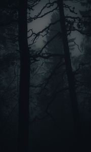 Preview wallpaper forest, fog, darkness, trees, dark