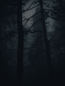 Preview wallpaper forest, fog, darkness, trees, dark