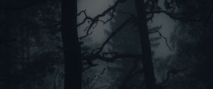 Preview wallpaper forest, fog, darkness, trees, dark