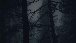 Preview wallpaper forest, fog, darkness, trees, dark