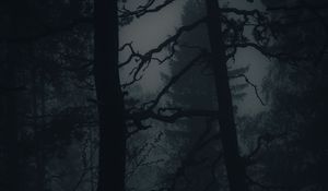 Preview wallpaper forest, fog, darkness, trees, dark
