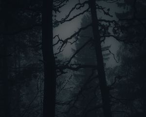 Preview wallpaper forest, fog, darkness, trees, dark