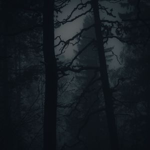 Preview wallpaper forest, fog, darkness, trees, dark