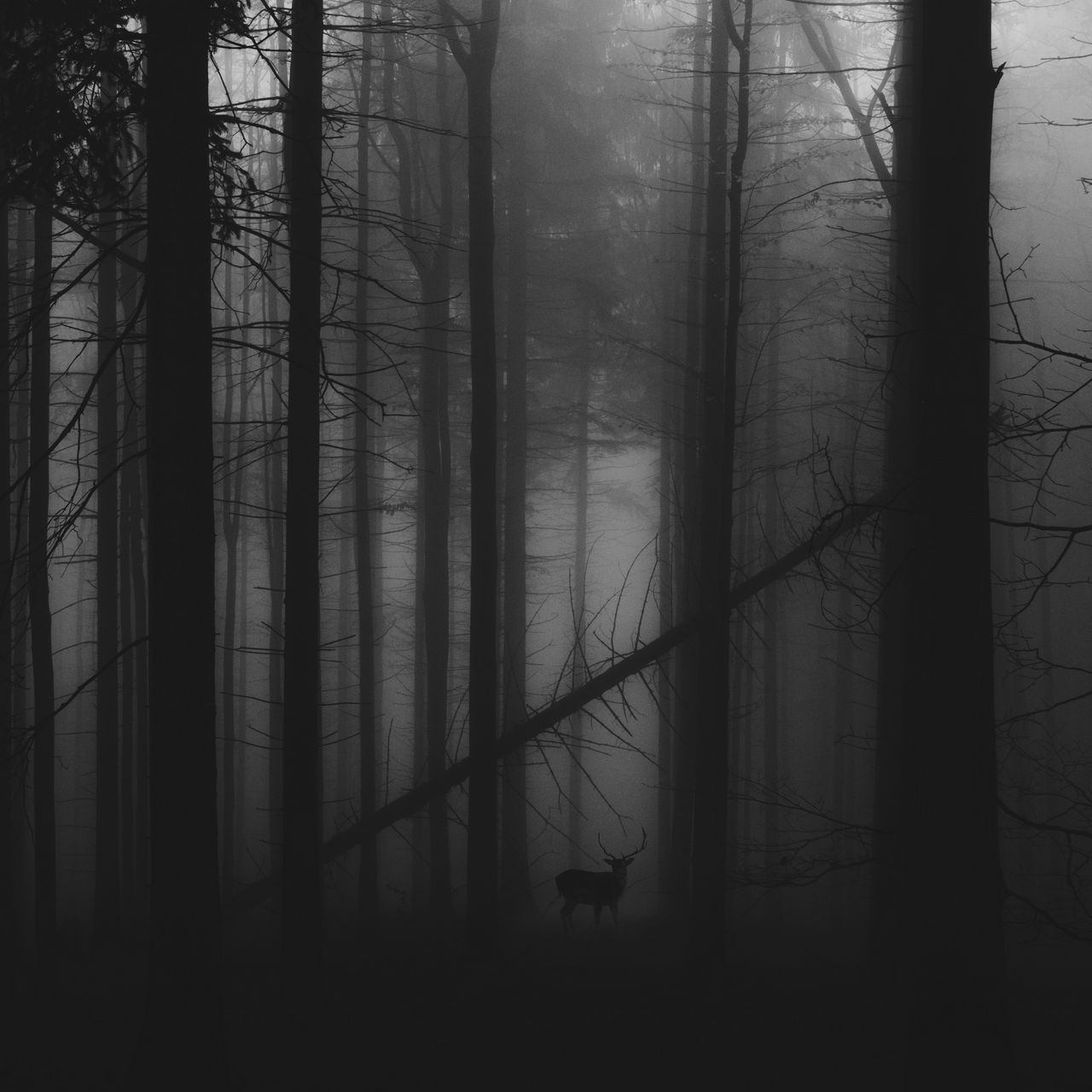 1280x1280 Wallpaper forest, fog, deer, bw, gloomy
