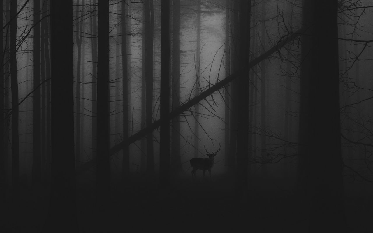 1280x800 Wallpaper forest, fog, deer, bw, gloomy