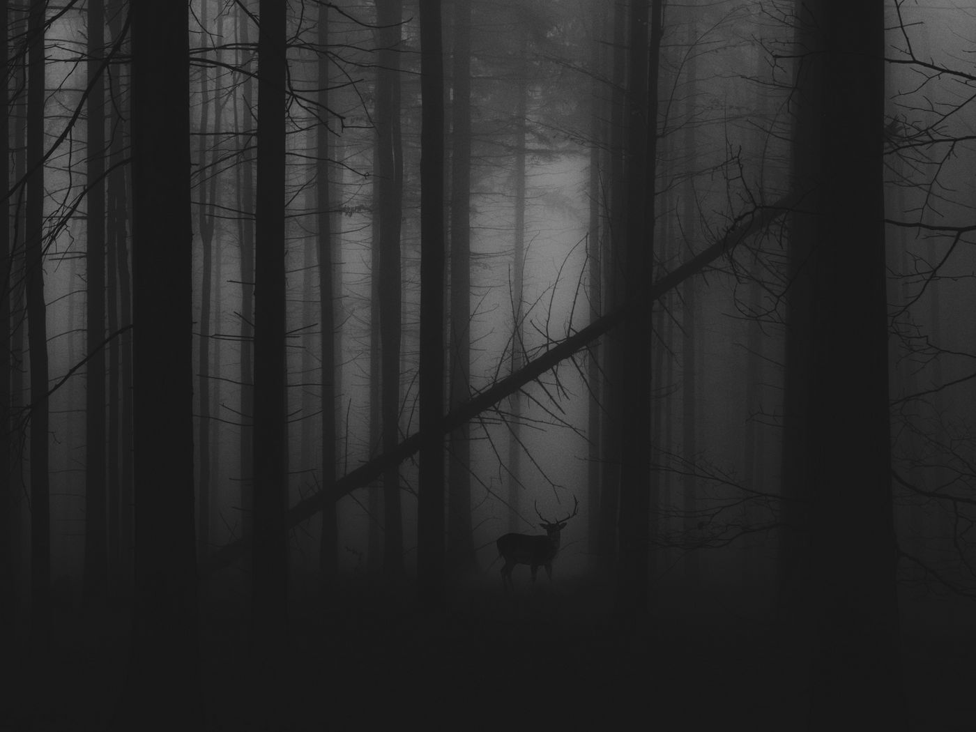 1400x1050 Wallpaper forest, fog, deer, bw, gloomy