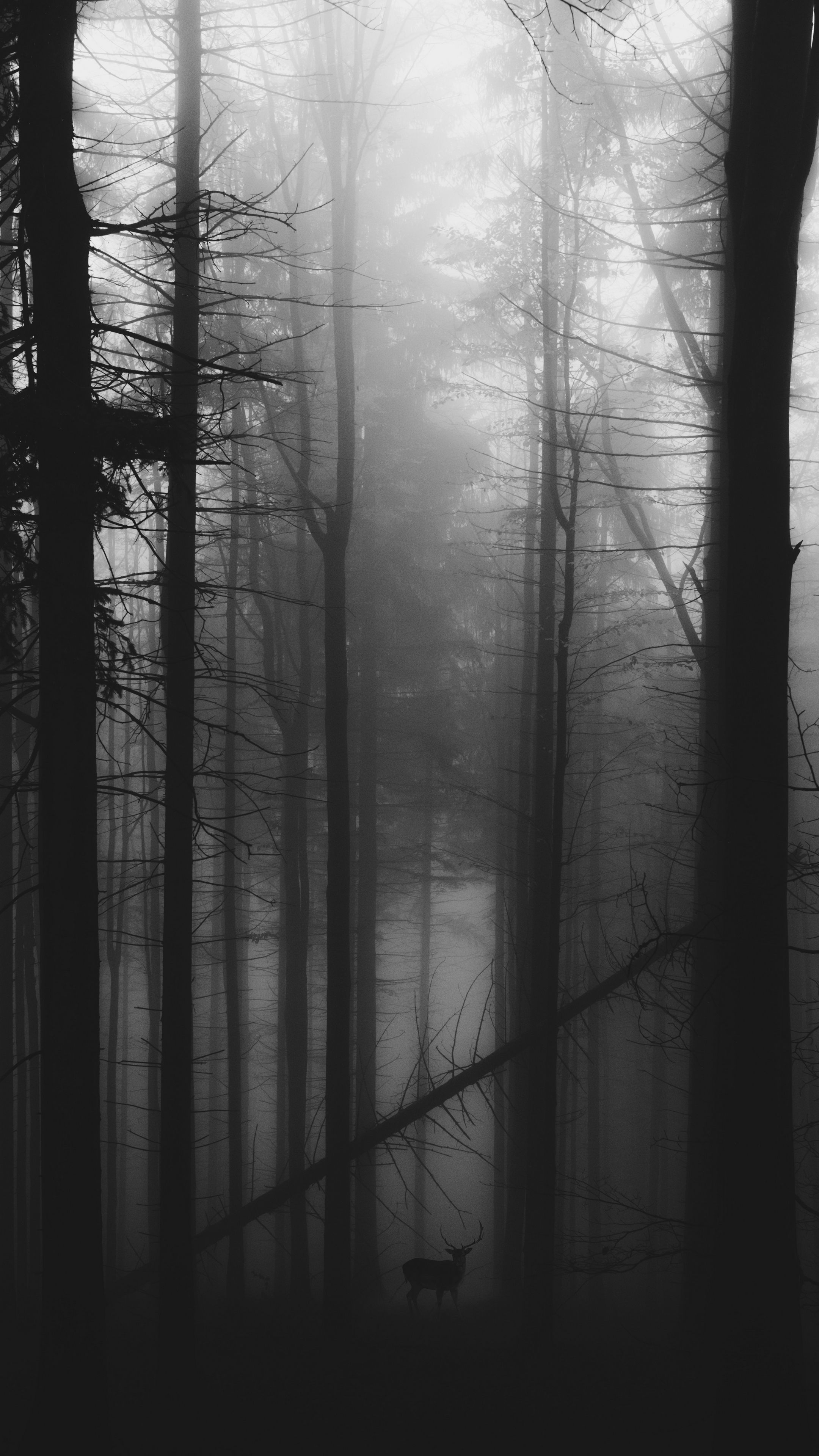 2160x3840 Wallpaper forest, fog, deer, bw, gloomy