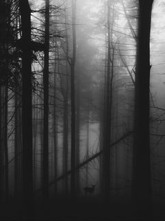 240x320 Wallpaper forest, fog, deer, bw, gloomy