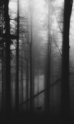 240x400 Wallpaper forest, fog, deer, bw, gloomy