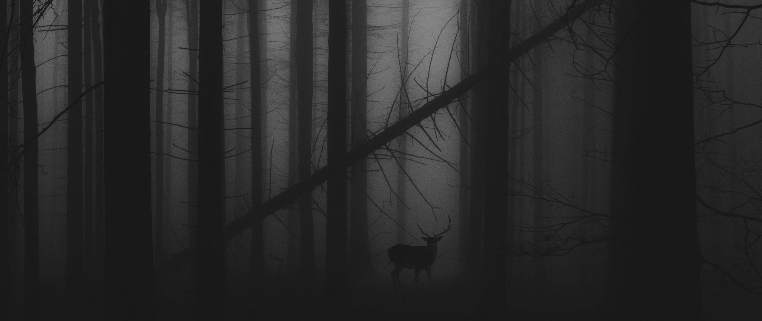 2560x1080 Wallpaper forest, fog, deer, bw, gloomy