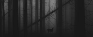 Preview wallpaper forest, fog, deer, bw, gloomy