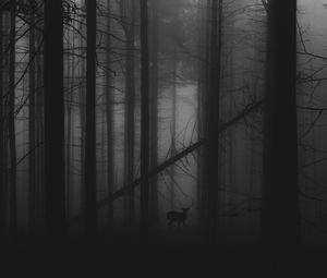 Preview wallpaper forest, fog, deer, bw, gloomy