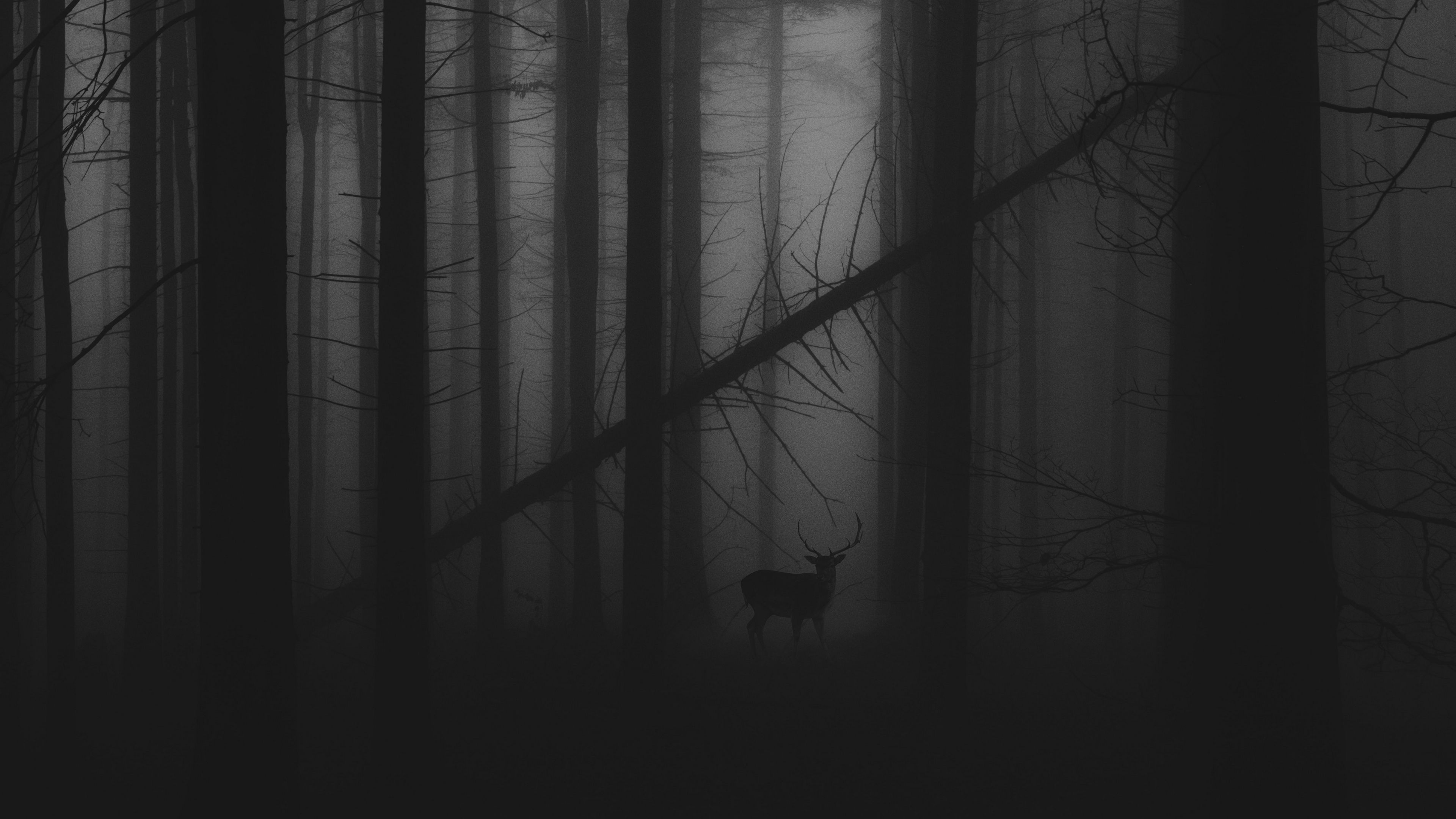 3840x2160 Wallpaper forest, fog, deer, bw, gloomy