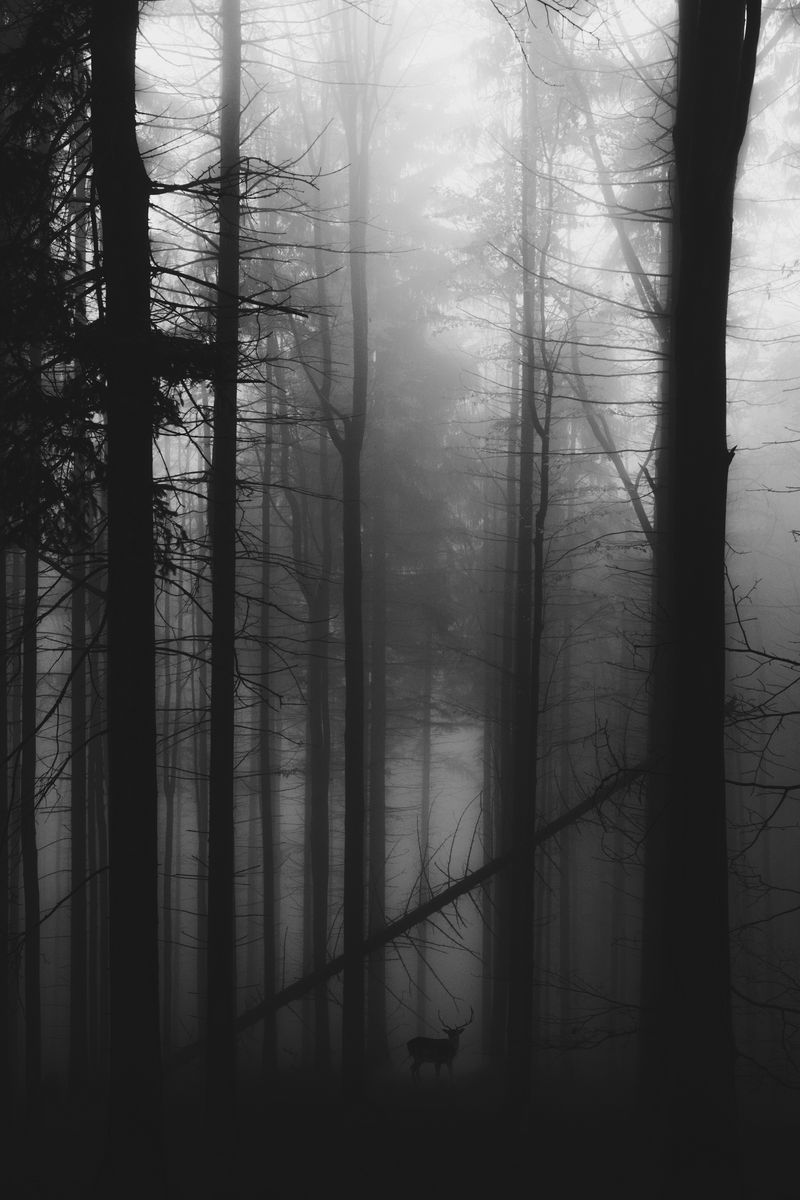 800x1200 Wallpaper forest, fog, deer, bw, gloomy