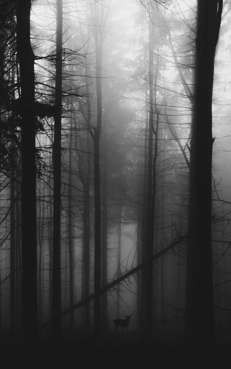 800x1280 Wallpaper forest, fog, deer, bw, gloomy