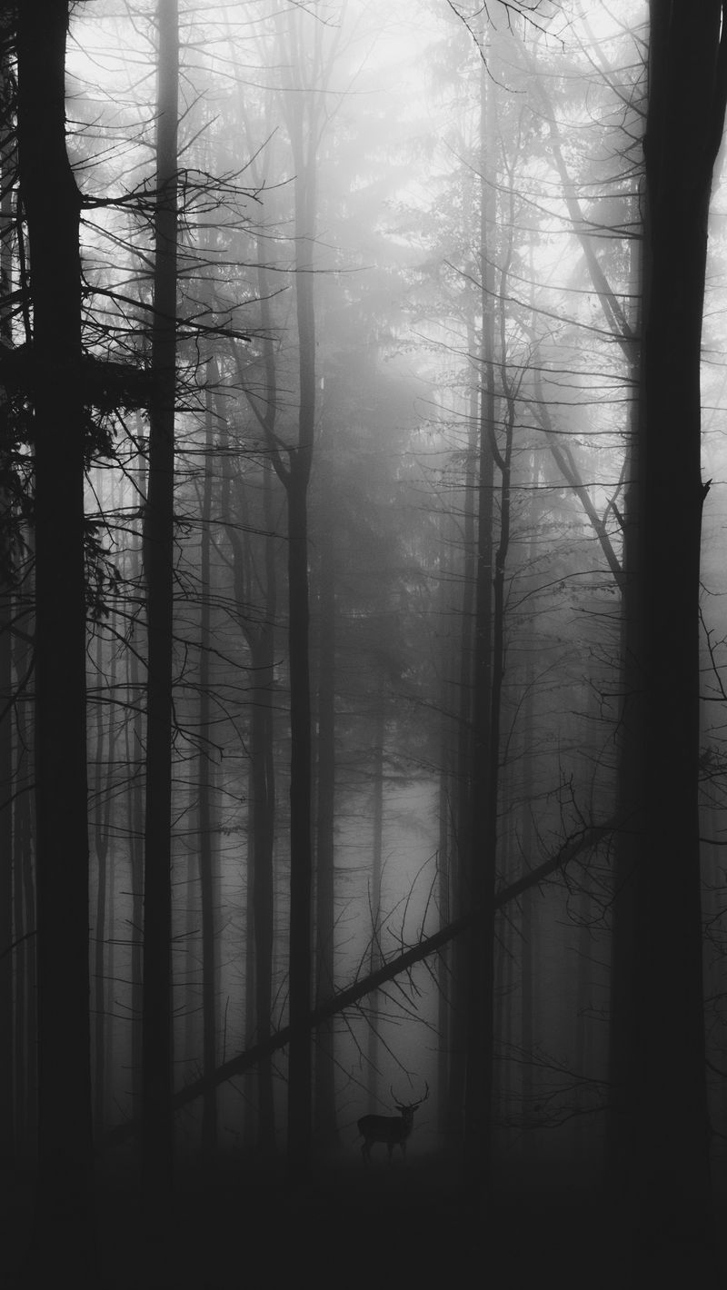 800x1420 Wallpaper forest, fog, deer, bw, gloomy