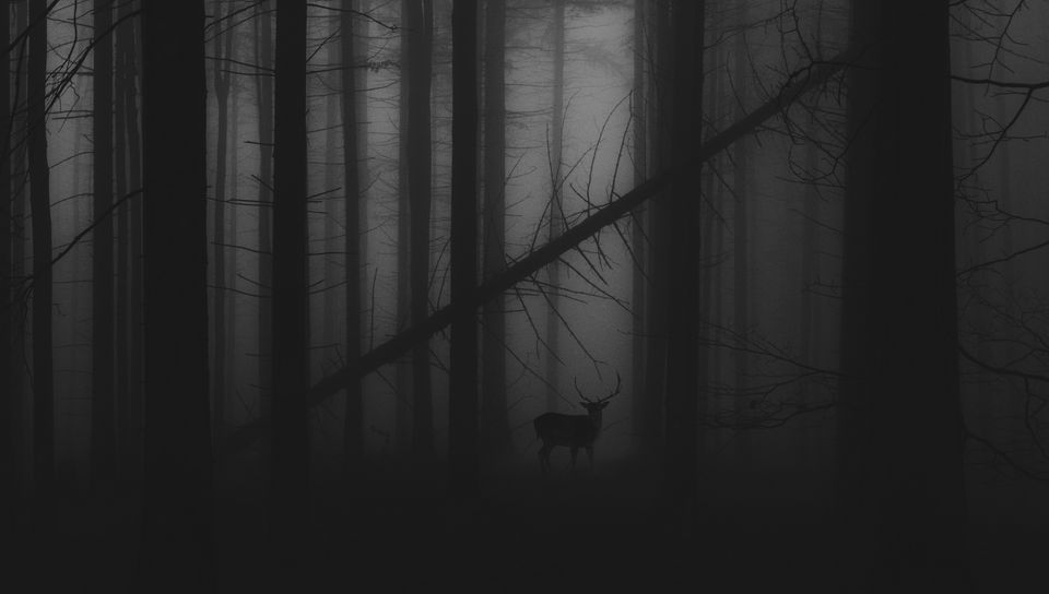 960x544 Wallpaper forest, fog, deer, bw, gloomy