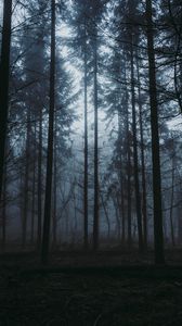 Preview wallpaper forest, fog, dusk, trees, nature