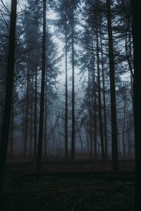Preview wallpaper forest, fog, dusk, trees, nature