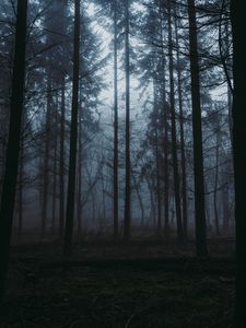 Preview wallpaper forest, fog, dusk, trees, nature