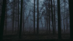 Preview wallpaper forest, fog, dusk, trees, nature