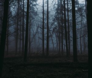 Preview wallpaper forest, fog, dusk, trees, nature