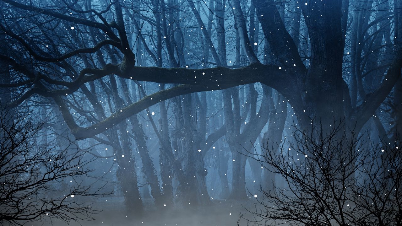 Wallpaper forest, fog, fireflies, branches