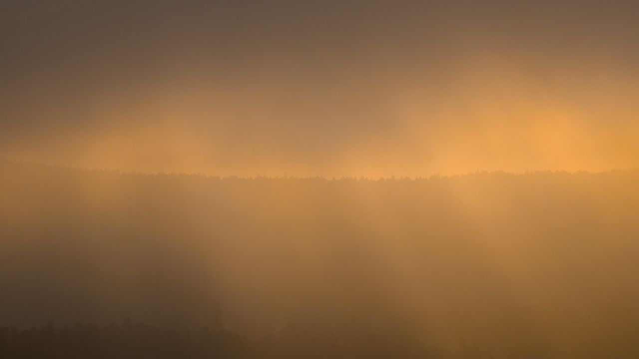 Wallpaper forest, fog, gloom, sunlight, dark