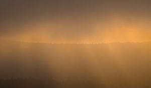 Preview wallpaper forest, fog, gloom, sunlight, dark