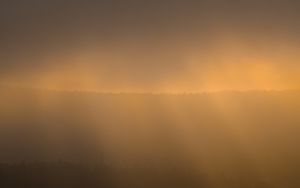 Preview wallpaper forest, fog, gloom, sunlight, dark
