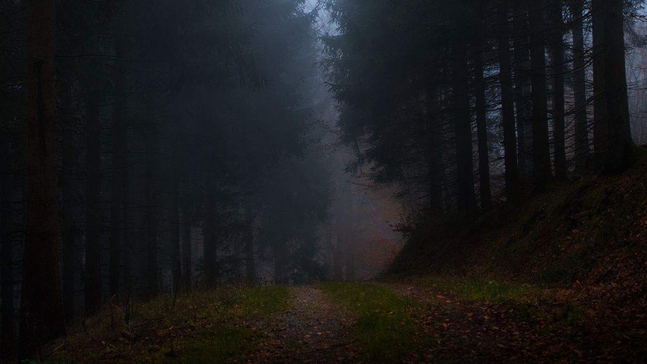 Wallpaper forest, fog, grass, dark, nature
