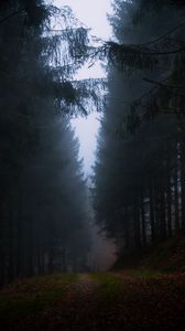 Preview wallpaper forest, fog, grass, dark, nature