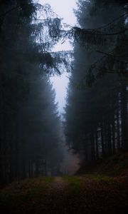 Preview wallpaper forest, fog, grass, dark, nature