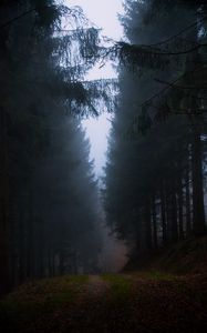 Preview wallpaper forest, fog, grass, dark, nature