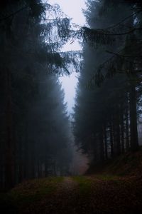 Preview wallpaper forest, fog, grass, dark, nature