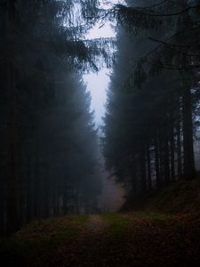 Preview wallpaper forest, fog, grass, dark, nature