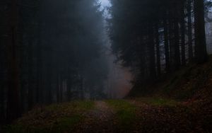 Preview wallpaper forest, fog, grass, dark, nature