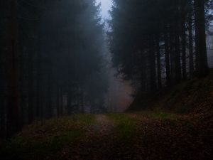 Preview wallpaper forest, fog, grass, dark, nature