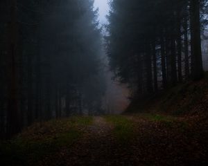 Preview wallpaper forest, fog, grass, dark, nature